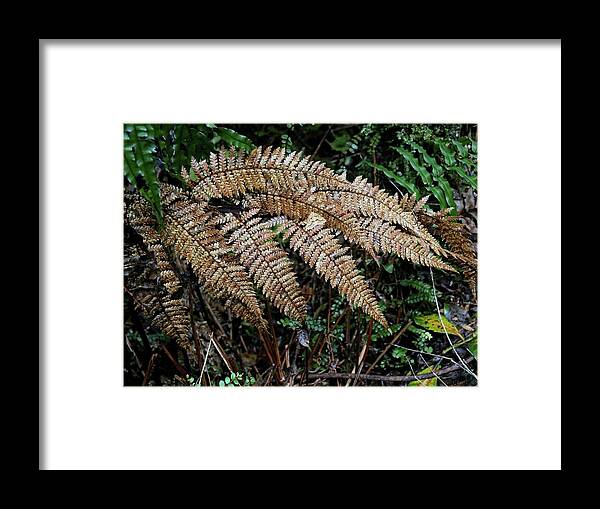 Ferns Framed Print featuring the photograph Fern leaves close up by Martin Smith