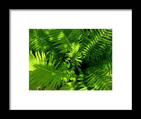 Green Framed Print featuring the photograph Fern by Mike McBrayer