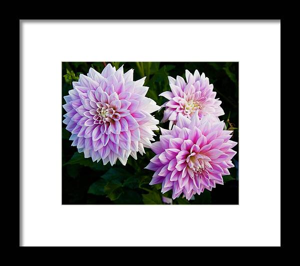 Dahlia Framed Print featuring the photograph Ferncliff Inspiration Trio by Todd Kreuter