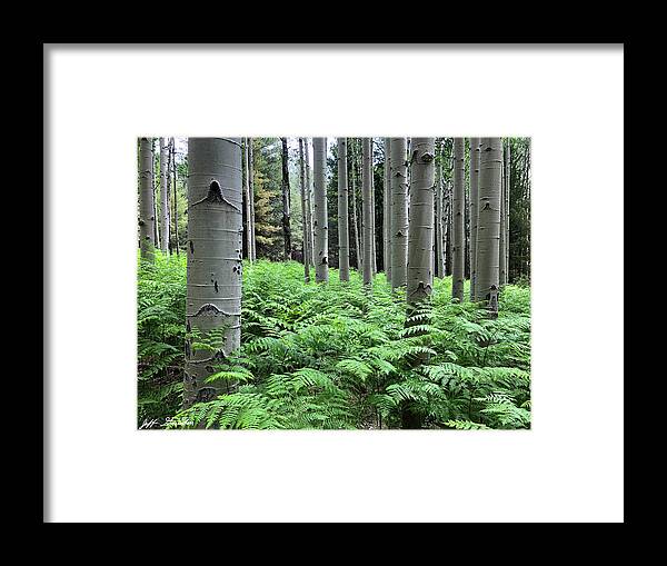 Arizona Framed Print featuring the photograph Ferns in an Aspen Grove by Jeff Goulden