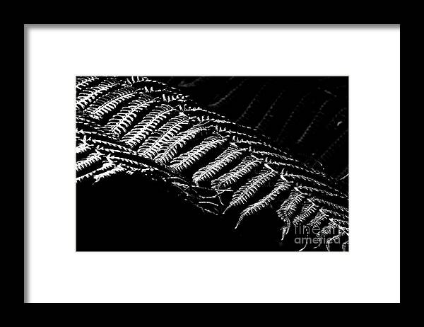 Plant Black And White Framed Print featuring the photograph Ferntastic by Darcy Dietrich