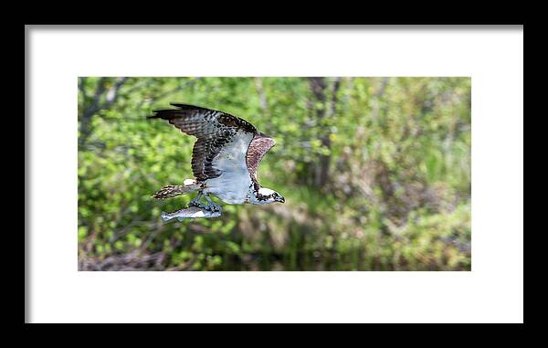 Calf Framed Print featuring the photograph Fetcher Catch by Kevin Dietrich