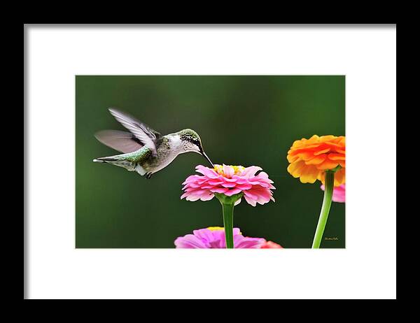 Hummingbird Framed Print featuring the photograph Few And Far Between by Christina Rollo