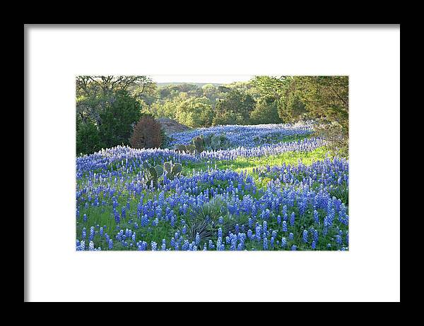 Bluebonnet Framed Print featuring the photograph Field Of Texas Bluebonnets Skimmed By by Dhughes9