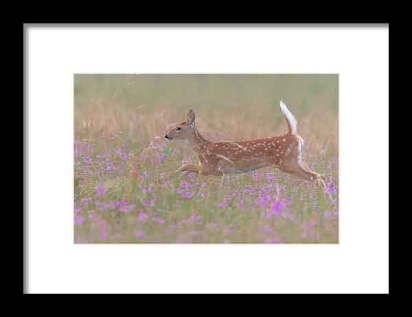 Deer Framed Print featuring the photograph Fields Of Flowers by Nick Kalathas
