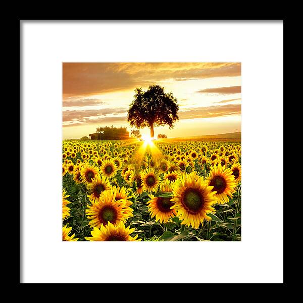 Austria Framed Print featuring the photograph Fields of Gold in Square by Debra and Dave Vanderlaan