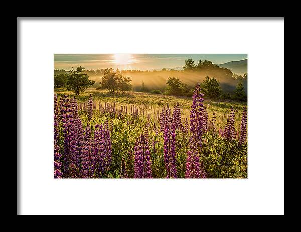 Amazing New England Artworks Framed Print featuring the photograph Fields Of Lupine by Jeff Sinon