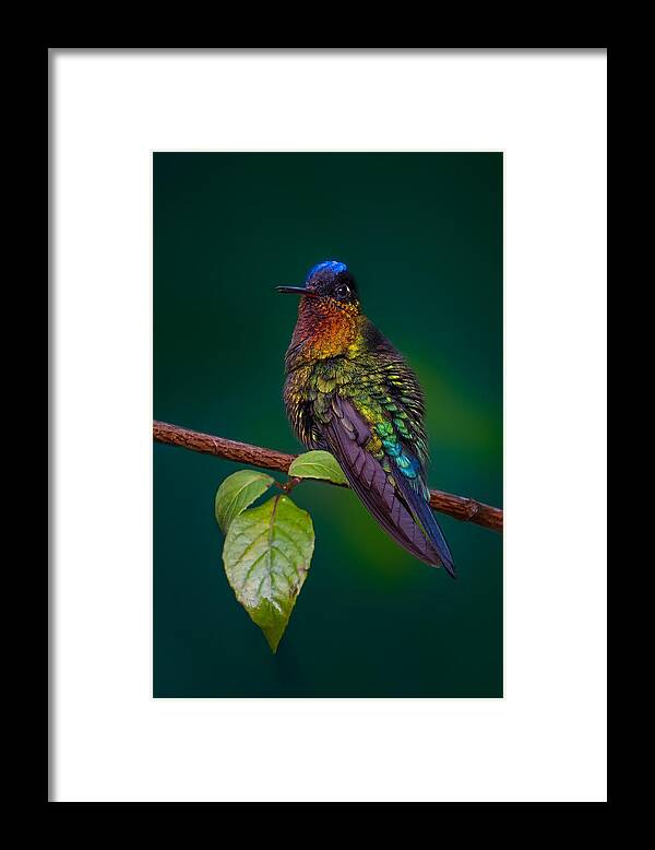 Fiery Framed Print featuring the photograph Fiery-throated Hummingbird by Siyu And Wei Photography