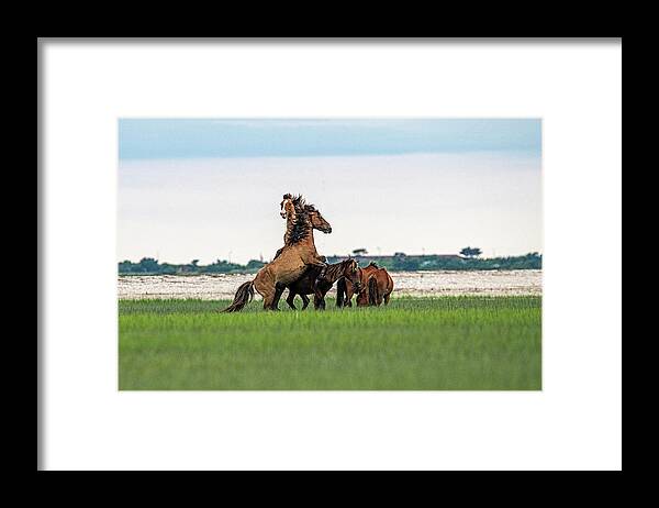Wild Horses Framed Print featuring the photograph Fight breaks out between two stallions by Dan Friend