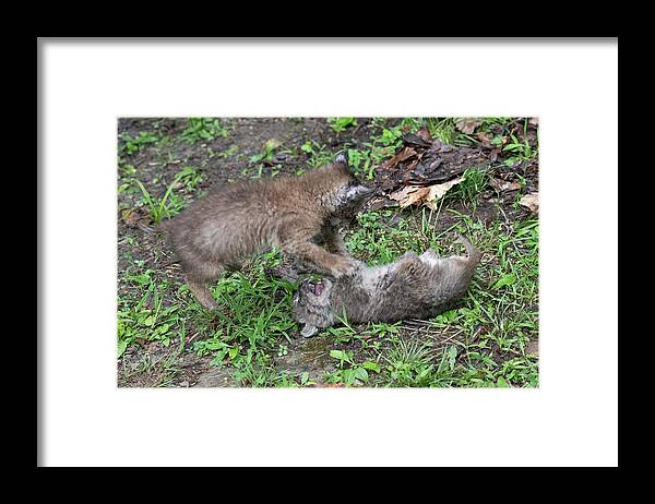 Bobcat Framed Print featuring the photograph Fight getting serious for the babies by Dan Friend