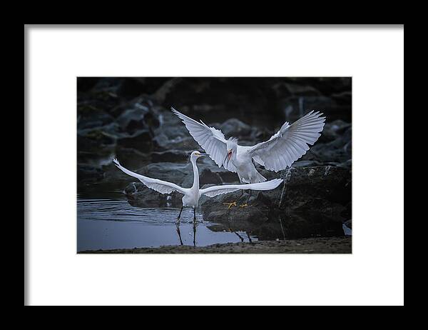 Nature Framed Print featuring the photograph Fighting by Ling Zhang