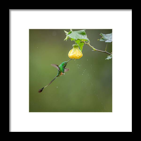 Wildlife Framed Print featuring the photograph Fill Up by Eugene Zhu