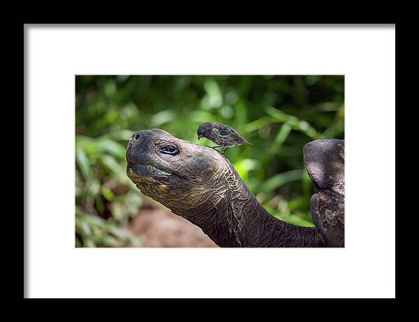Animal Framed Print featuring the photograph Finch Grooming Giant Tortoise by Tui De Roy