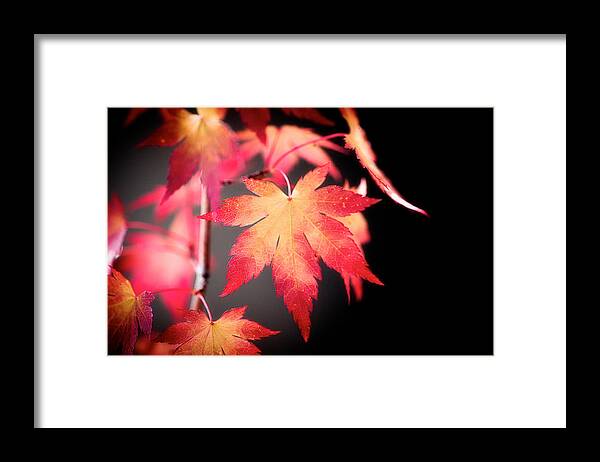 Autumn Framed Print featuring the photograph Fire Leaves by Philippe Sainte-Laudy