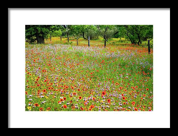 Texas Wildflowers Framed Print featuring the photograph Fire Wheel Bliss by Johnny Boyd