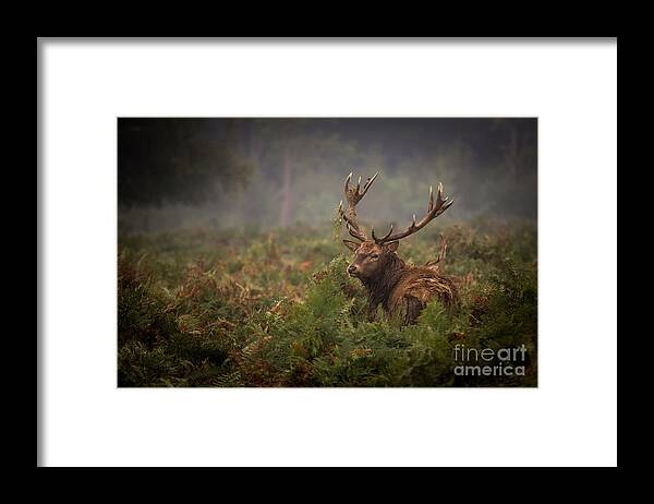 England Framed Print featuring the photograph First Day Of Autumn In Richmond Park by Rob Stothard