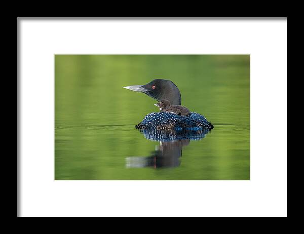 Loon Framed Print featuring the photograph First Ride by Nick Kalathas