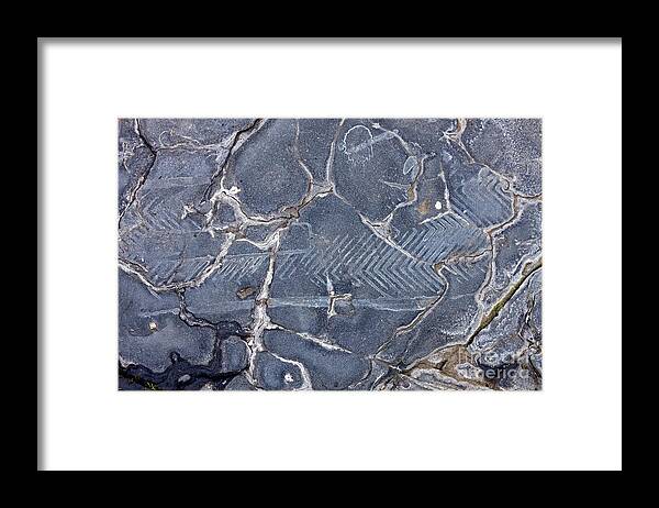 Rock Framed Print featuring the photograph Fish Fossil by Dr Keith Wheeler/science Photo Library