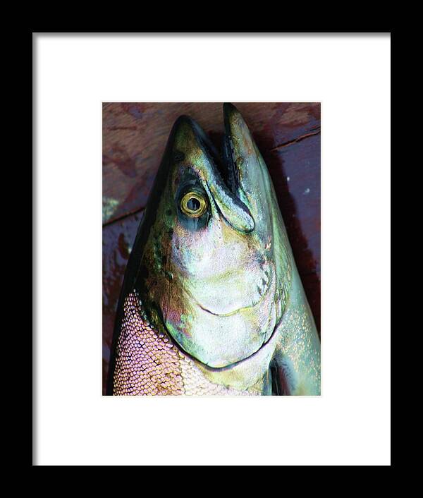 Fish Framed Print featuring the photograph Fish by Fred Bailey