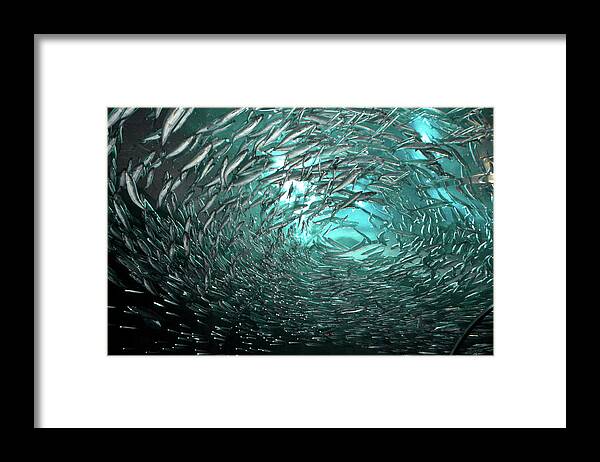 Underwater Framed Print featuring the photograph Fishes by Albert Lin