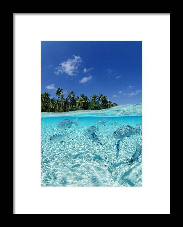 Food And Drink Framed Print featuring the photograph Fishes In The Sea by Imagenavi