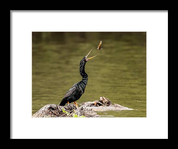 Wildlife Framed Print featuring the photograph Fishing 2 by Siyu And Wei Photography