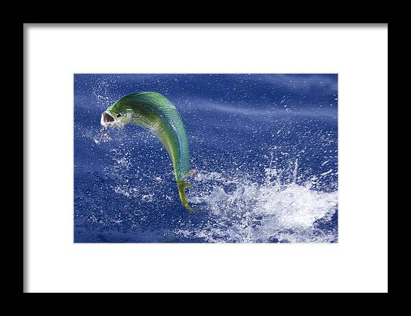 Target Shooting Framed Print featuring the photograph Fishing In The Florida Keys - Dolphin by Ronald C. Modra/sports Imagery