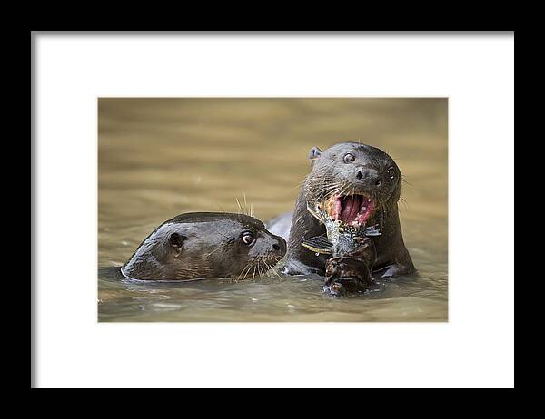 Otter Framed Print featuring the photograph Fishing Lessons by Marco Pozzi