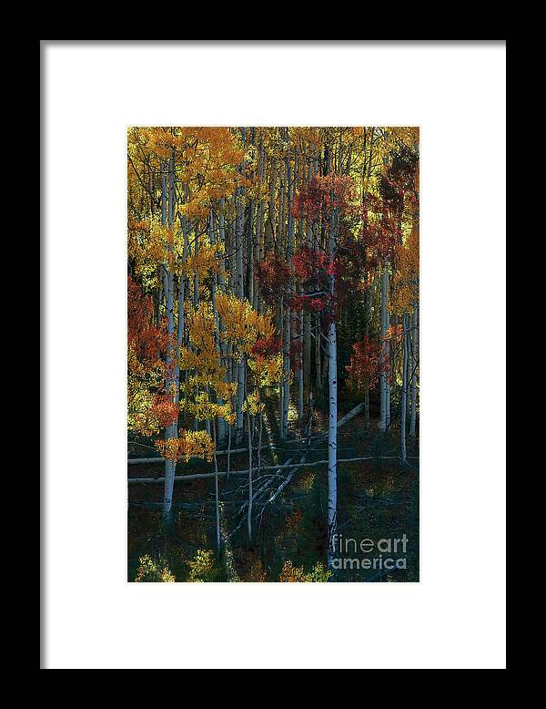 Aspen Framed Print featuring the photograph Flames of Autumn by Jim Garrison
