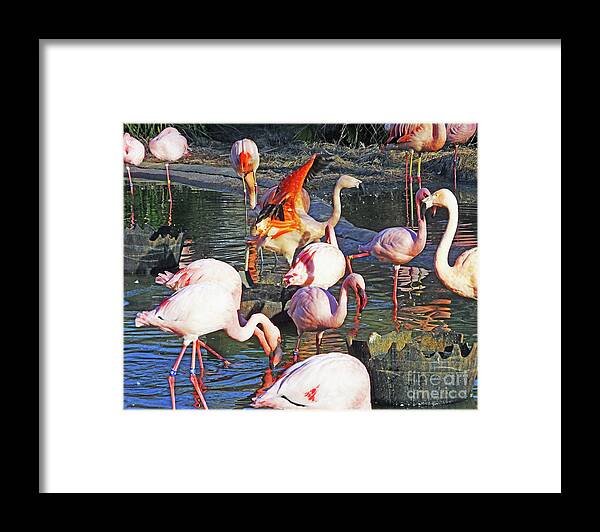 Flamingos Framed Print featuring the photograph Flamingo 11  The Pat by Lizi Beard-Ward