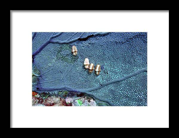 Flamingo Tongue Snail Framed Print featuring the photograph Flamingo Feast by Climate Change VI - Sales