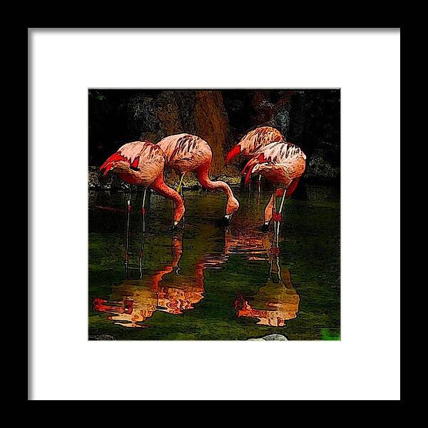 Flamingo Framed Print featuring the mixed media Flamingo Feasting by Teresa Trotter