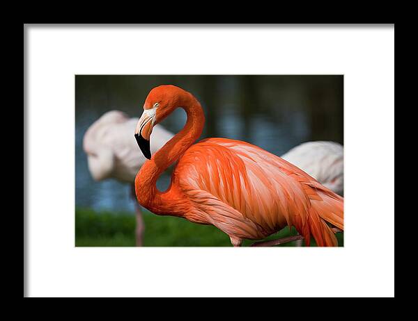 Orange Color Framed Print featuring the photograph Flamingo by Gosiek-b