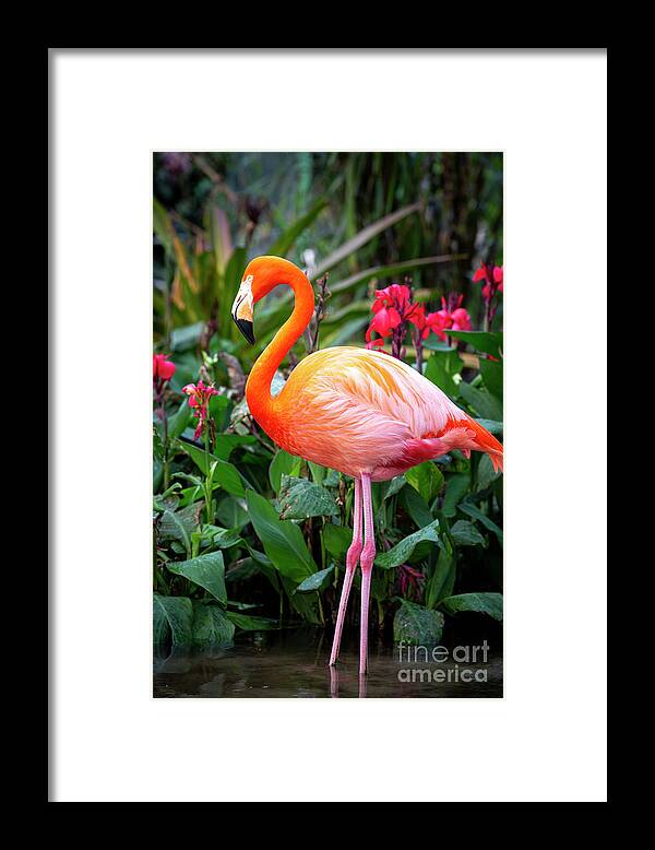 Pink Framed Print featuring the photograph Flamingo III by Brian Jannsen