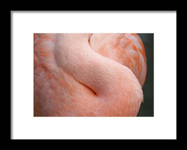 Curve Framed Print featuring the photograph Flamingo Neck by Mathew Spolin