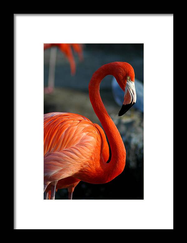 One Animal Framed Print featuring the photograph Flamingo by Thepalmer