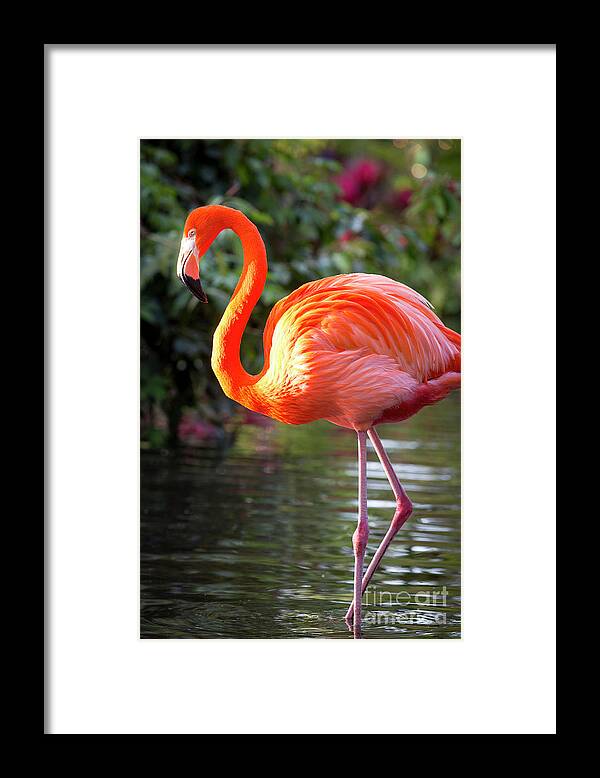 Pink Framed Print featuring the photograph Flamingo V by Brian Jannsen