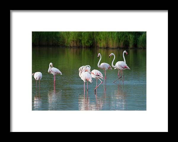 Scenics Framed Print featuring the photograph Flamingos by Mmac72