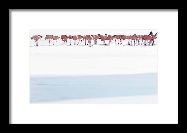 Bolivia Framed Print featuring the photograph Flamingos Waking Up In Laguna Collpa by Tina Bizaj