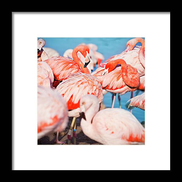 Extreme Terrain Framed Print featuring the photograph Flamingos by Xavierarnau