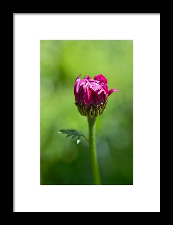 Flower Framed Print featuring the photograph Fleur I by Shannon Kelly