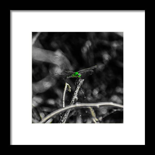 Dragonfly Framed Print featuring the photograph Flight of the Dragonfly by Jeremy Guerin