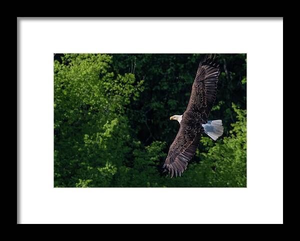 American Bald Eagle Framed Print featuring the photograph Flight Path by Marcy Wielfaert