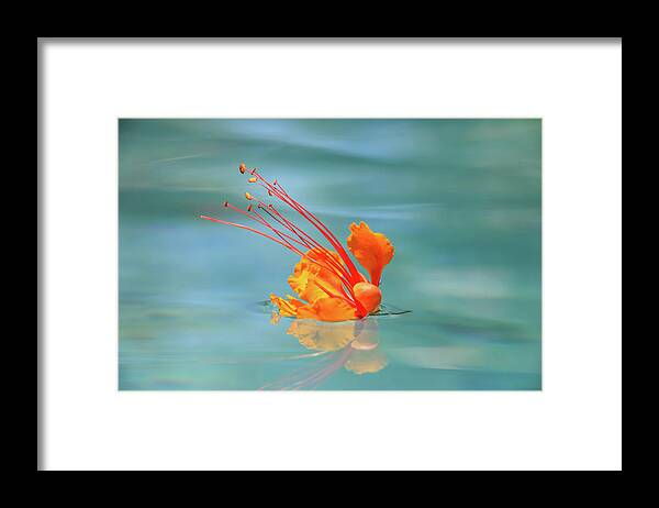 Arizona Framed Print featuring the photograph Floating Bird of Paradise 2 by Dawn Richards