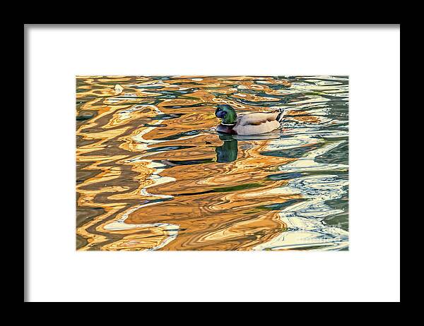 Mallard Framed Print featuring the photograph Floating in Color by Kate Brown