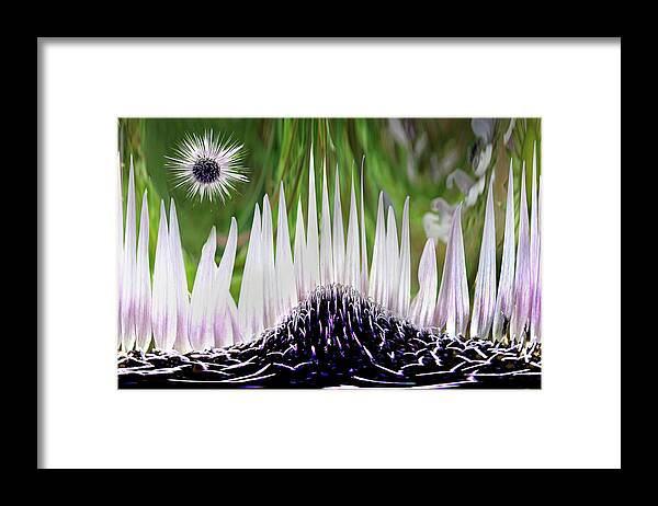 Berkheya Purpurea Framed Print featuring the photograph Floral Dream by Terence Davis