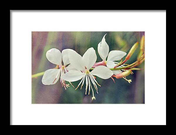 Flowers Framed Print featuring the photograph Floral Palette II by Leda Robertson