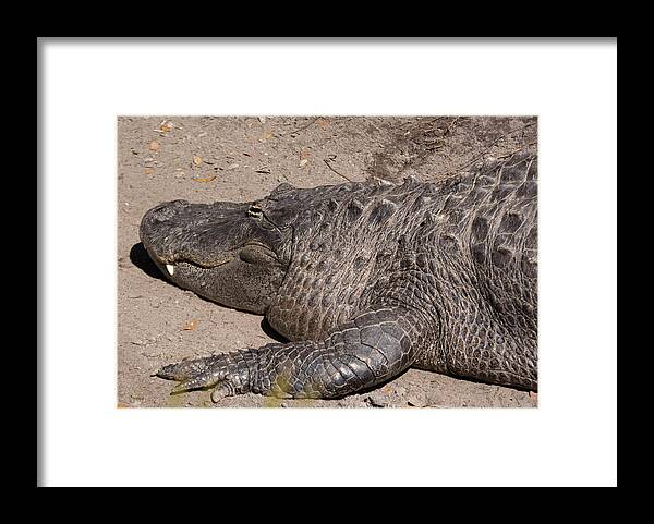 Alligator Framed Print featuring the photograph Florida Denizen by Margaret Zabor