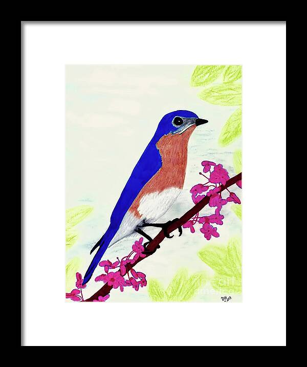 Bluebird Framed Print featuring the drawing Florida - Eastern - Blue Bird by D Hackett
