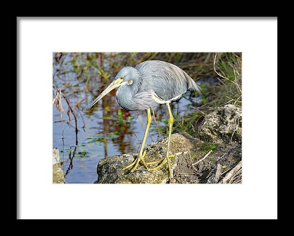 Bird Framed Print featuring the photograph Florida Tricolored Heron by Margaret Zabor